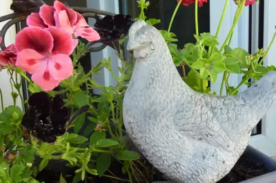Animaux dans le B&B/chambre d'hôtes ou à proximité
