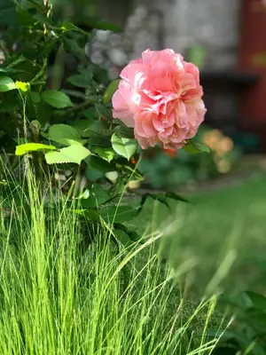 Jardin de l'établissement Logis Saint-Flaceau