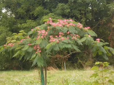 Jardin de l'établissement Clos du Bois Brard B&B