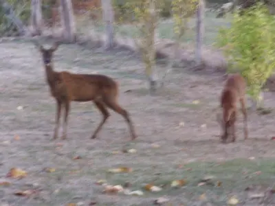 Animaux dans le B&B/chambre d'hôtes ou à proximité