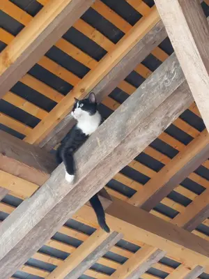 Animal ou animaux domestique(s) séjournant avec des clients dans l'établissement Chambres d'Hôtes de l'Ile du Saule