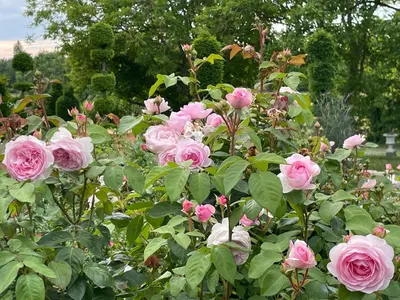 Jardin de l'établissement Les Jardins Haute Couture