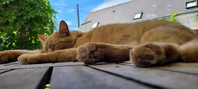 Animal ou animaux domestique(s) séjournant avec des clients dans l'établissement La CASITA