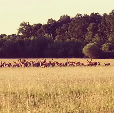 Animaux dans le B&B/chambre d'hôtes ou à proximité
