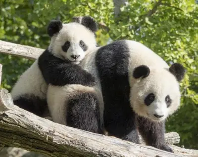 Animaux dans le camping ou à proximité