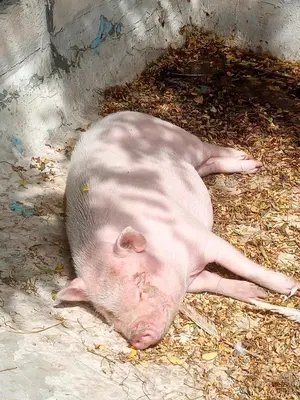 Animaux dans le B&B/chambre d'hôtes ou à proximité