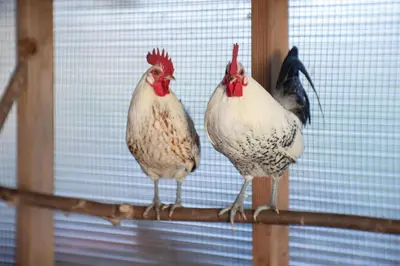 Animaux dans le B&B/chambre d'hôtes ou à proximité