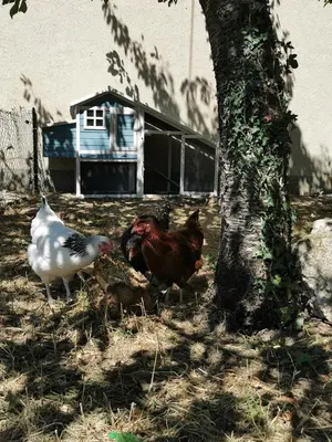 Animaux dans le B&B/chambre d'hôtes ou à proximité