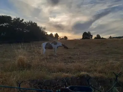 Animaux dans le B&B/chambre d'hôtes ou à proximité