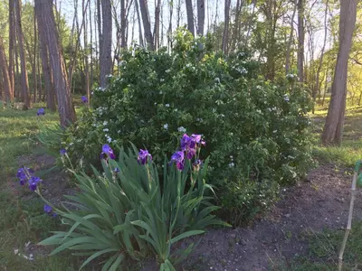 Jardin de l'établissement la Sainterie