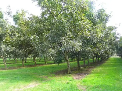 Jardin de l'établissement Gîte Champêtre avec Piscine Chauffée, Cheminée, et Terrasse en Plein Sud - FR-1-410-131