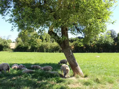 Jardin de l'établissement Charme du XVIIe avec grand terrain clos, dépendances restaurées, jardin, garage fermé et équipements divers - FR-1-410-157