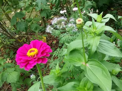 Jardin de l'établissement Charmante maison paysanne rénovée avec grand terrain, proche de la rivière et du village médiéval - FR-1-410-162