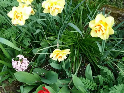 Jardin de l'établissement Charmante maison paysanne rénovée avec grand terrain, proche de la rivière et du village médiéval - FR-1-410-162