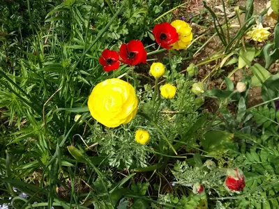 Jardin de l'établissement Charmante maison paysanne rénovée avec grand terrain, proche de la rivière et du village médiéval - FR-1-410-162