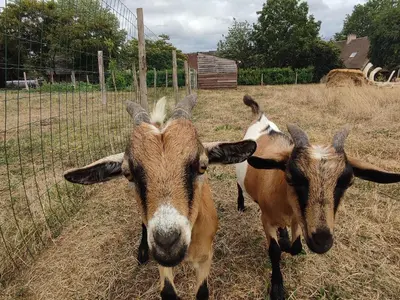 Plan de l'établissement Séjour Bucolique en Roulotte au Cœur d'une Ferme Familiale en Sarthe - FR-1-410-229