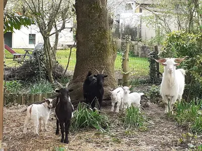 Animaux dans la maison de vacances ou à proximité