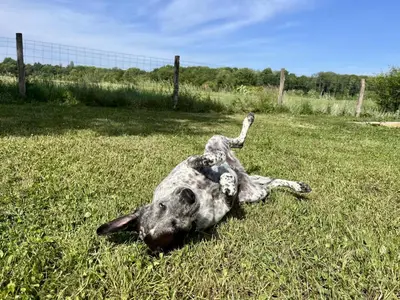 Animal ou animaux domestique(s) séjournant avec des clients dans l'établissement Le Clos des Châteaux