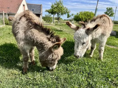 Animaux dans le B&B/chambre d'hôtes ou à proximité
