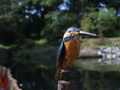 Animaux dans la maison de vacances ou à proximité
