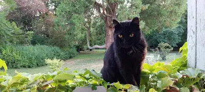 Animal ou animaux domestique(s) séjournant avec des clients dans l'établissement CHANTOISEAU