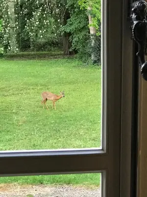 Animaux dans la villa ou à proximité