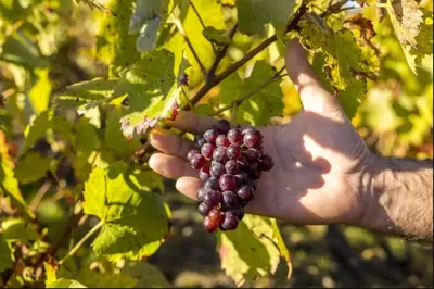 Plan de l'établissement Le Petit Pré, Gîte chez l'habitant