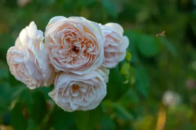 Plan de l'établissement Au Jardin de la Marquetterie