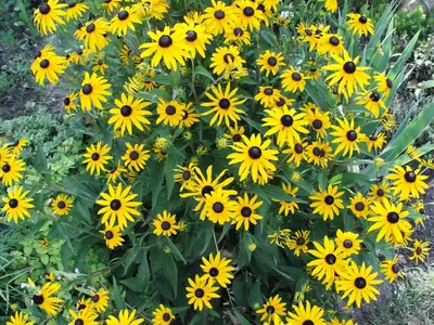 Jardin de l'établissement La Tourelle des Echelles