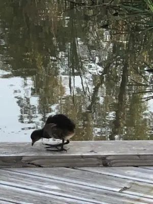 Animaux dans l'hôtel ou à proximité