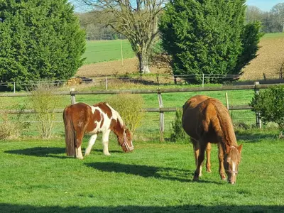 Animaux dans le B&B/chambre d'hôtes ou à proximité