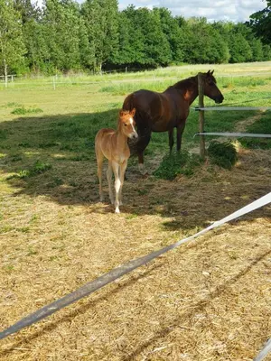 Animaux dans le B&B/chambre d'hôtes ou à proximité