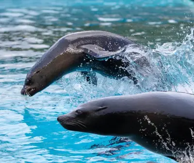 Animaux dans la maison de vacances ou à proximité