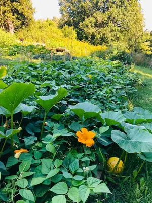 Jardin de l'établissement Gîte de la Besnardière