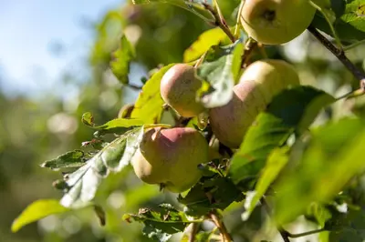 Plan de l'établissement Pomme de Reinette