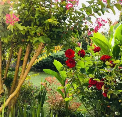 Jardin de l'établissement Gîte Au Boom Coeur - petit déjeuner inclus - SPA en option