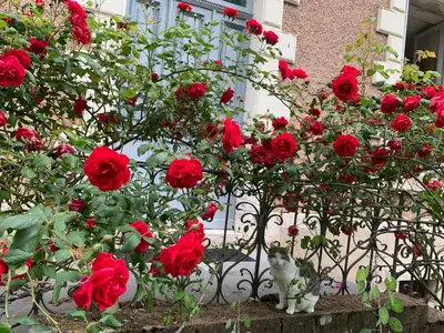 Jardin de l'établissement Domaine du moulin de la plaine