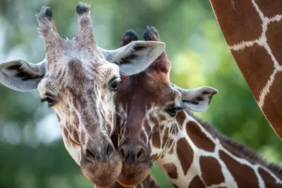 Animaux dans l'hôtel ou à proximité