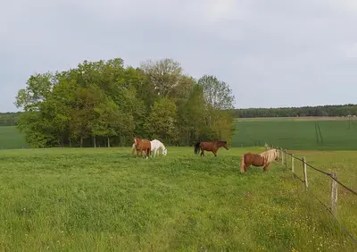 Animaux dans la maison de vacances ou à proximité