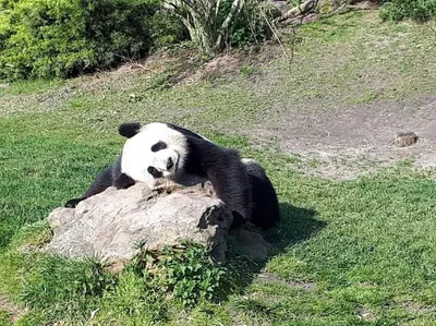 Animaux dans l'appartement ou à proximité