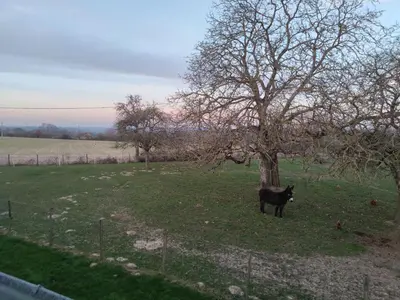 Animaux dans le B&B/chambre d'hôtes ou à proximité