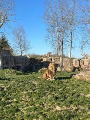 Animal ou animaux domestique(s) séjournant avec des clients dans l'établissement Les oiseaux du paradis