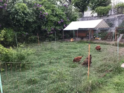 Animaux dans la maison d'hôtes ou à proximité