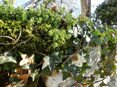 Jardin de l'établissement Demeure de Maugé