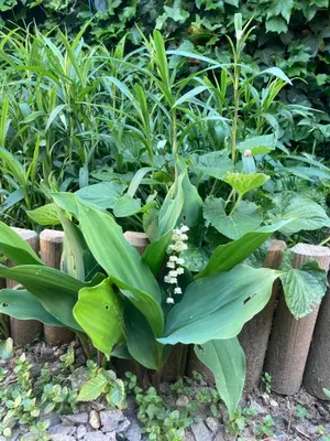 Jardin de l'établissement Studio avec terrasse et parking au Mans